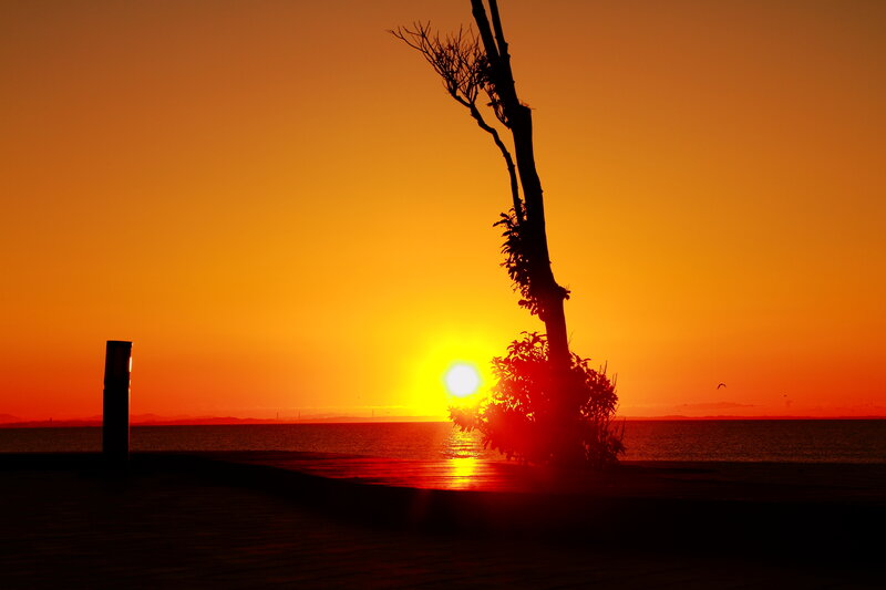 Silhouette of Tree at Sunset — Orange, Dramatic, Photograph, Sun