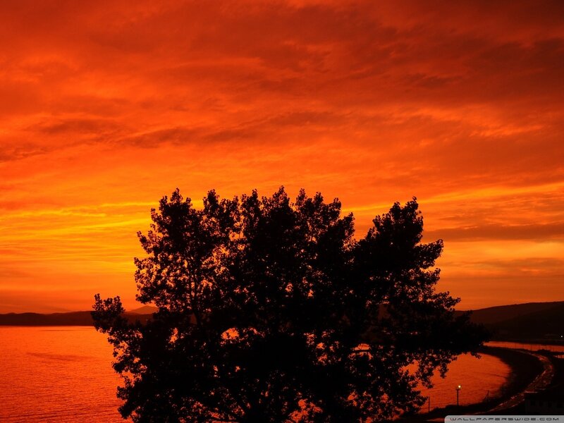 Silhouette of Tree at Sunset — Orange, Dramatic, Photograph