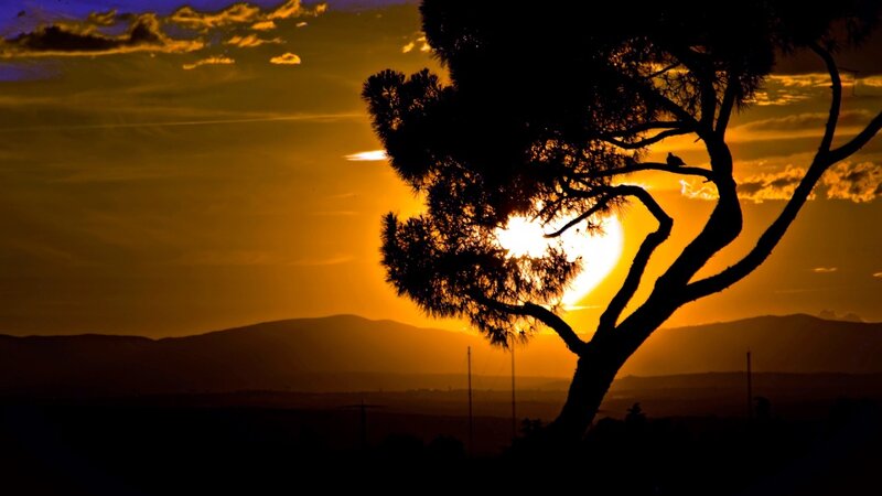 Silhouette of Tree at Sunset — Orange, Dramatic