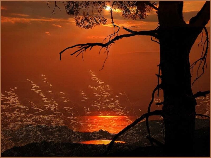 Silhouette of Tree at Sunset — Orange, Serene, Photograph, Grass