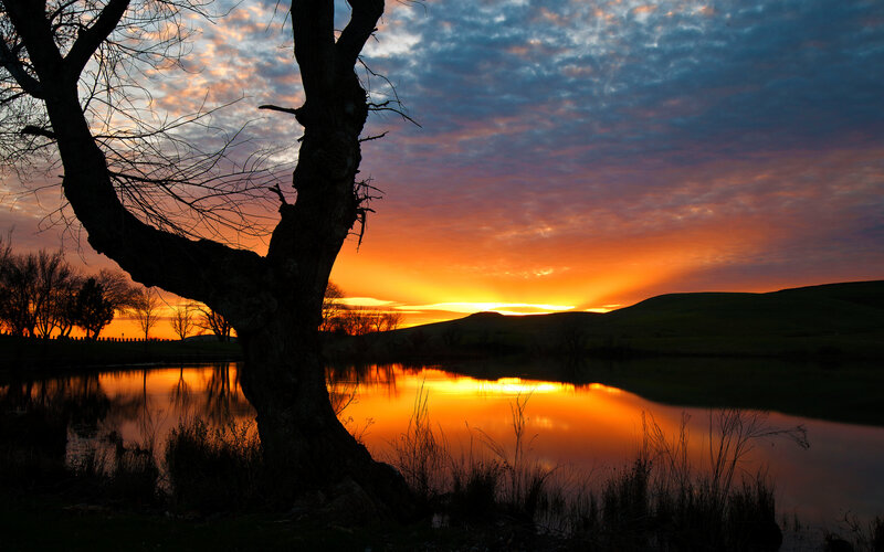 Silhouette of Tree at Sunset — Orange, Serene, Photograph, Lake
