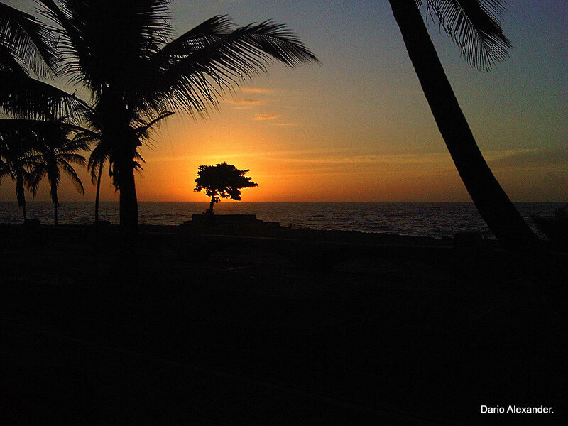 Silhouette of Tree at Sunset — Orange, Serene, Photograph, Palm Trees