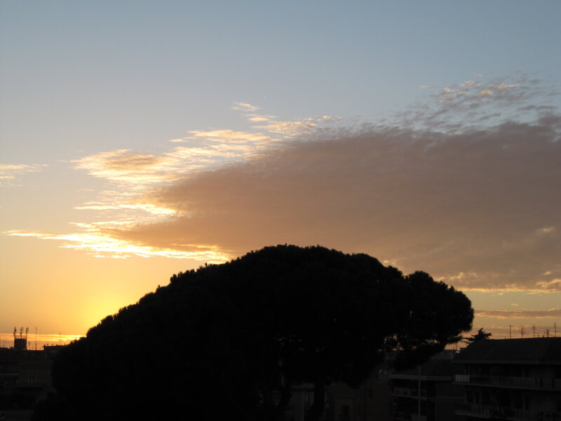 Silhouette of Tree at Sunset — Orange, Serene, Photograph, Sky