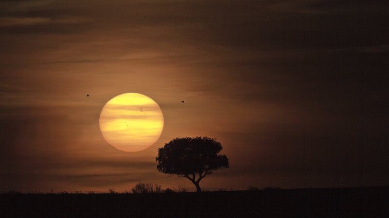 Silhouette of Tree at Sunset — Orange, Serene, Photograph, Sun, Birds
