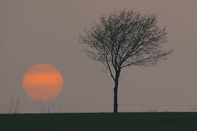 Silhouette of Tree at Sunset — Orange, Serene, Photograph, Sun, Field