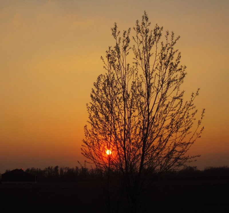 Silhouette of Tree at Sunset — Orange, Serene, Photograph, Sun, Sky