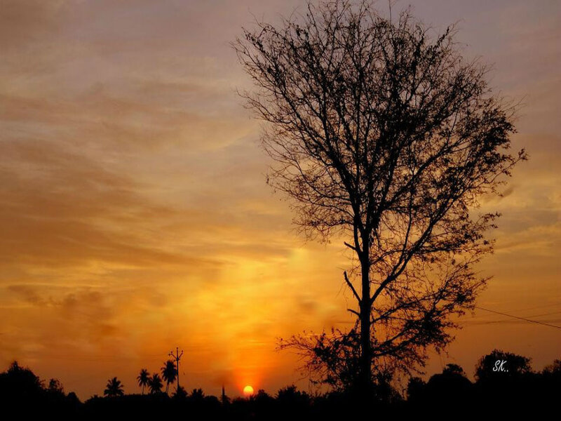 Silhouette of Tree at Sunset — Orange, Serene, Photograph, Sun, Sky, Trees