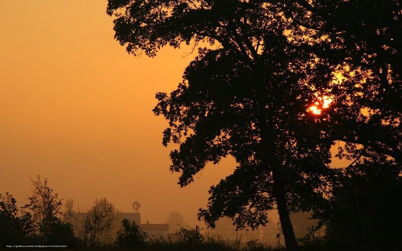Silhouette of Tree at Sunset — Orange, Serene, Photograph, Sun, Windmill