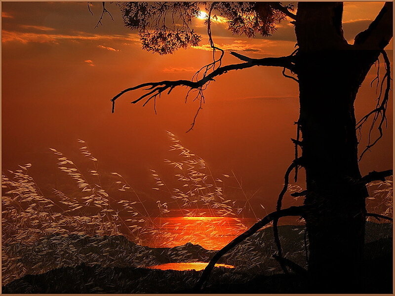 Silhouette of Tree at Sunset — Orange, Serene, Photograph