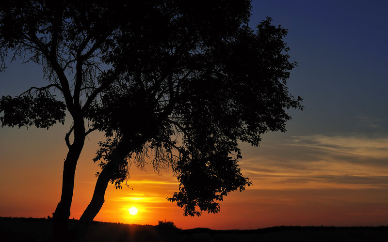 Silhouette of Tree at Sunset — Orange, Serene