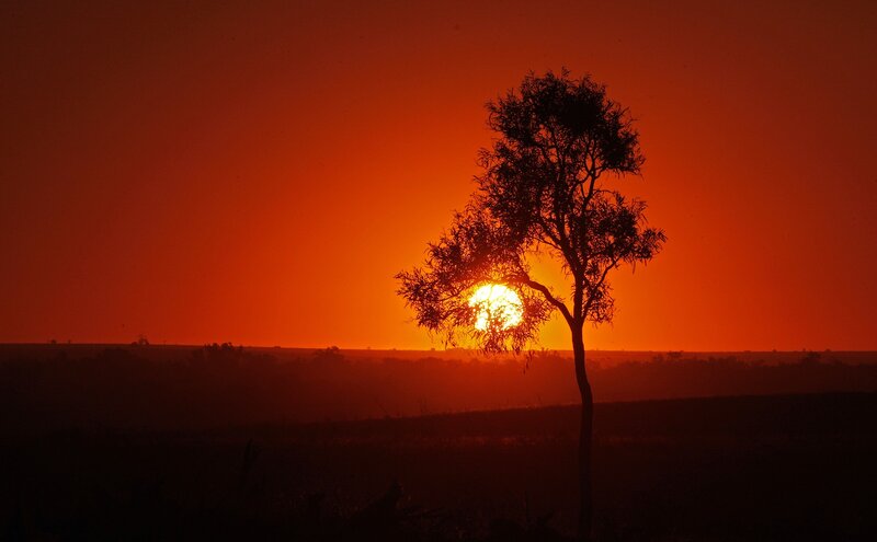 Silhouette of Tree at Sunset — Red