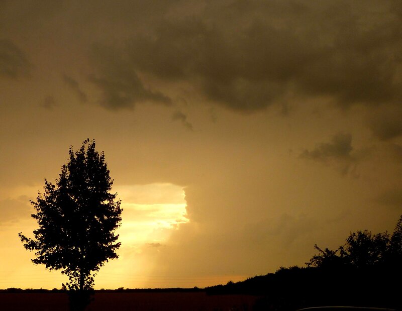 Silhouette of Tree at Sunset — Yellow, Dramatic