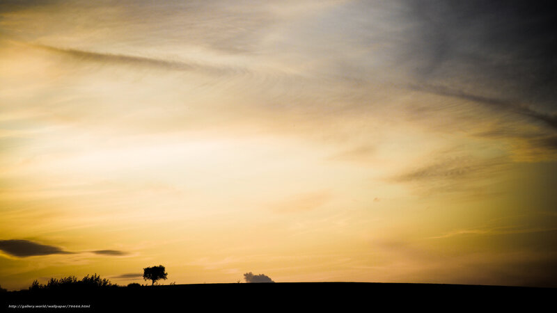 Silhouette of Tree at Sunset — Yellow, Serene