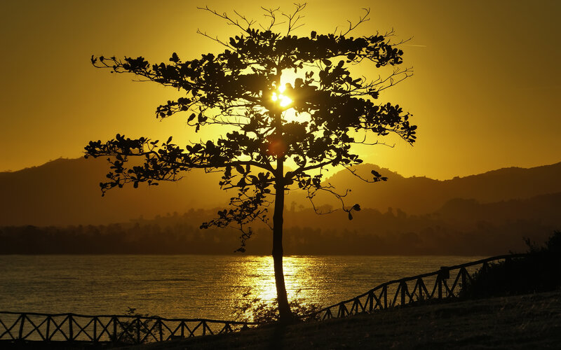 Silhouette of Tree at Sunset — Yellow