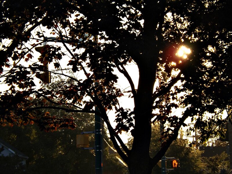 Silhouette of Tree — Black, Dramatic, Sunset