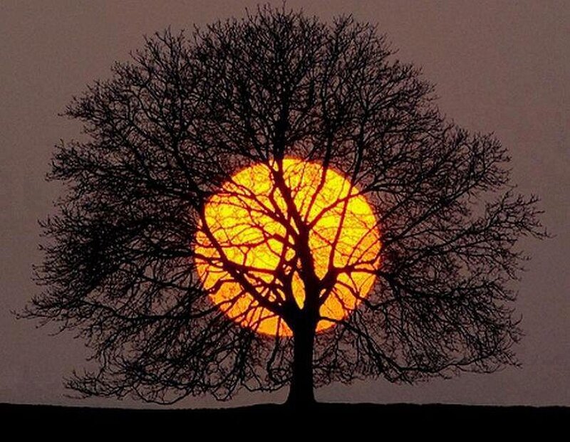Silhouette of Tree — Black, Dramatic