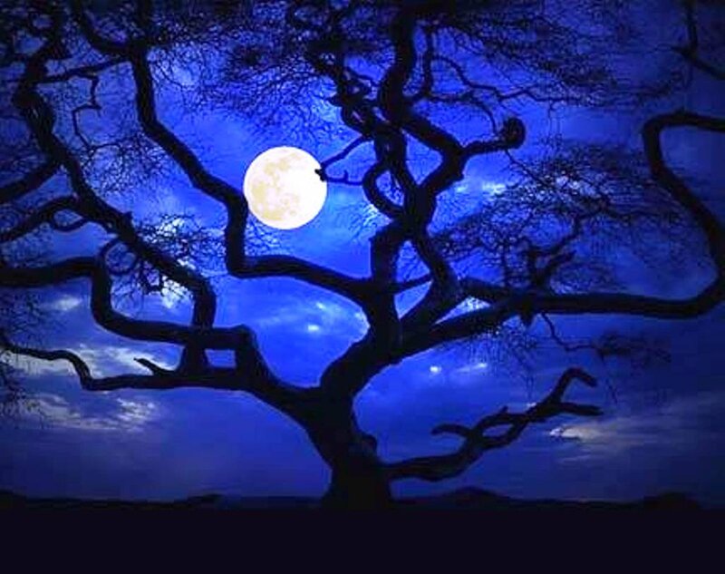 Silhouette of Tree — Blue, Dramatic, Night, Photograph, Moon