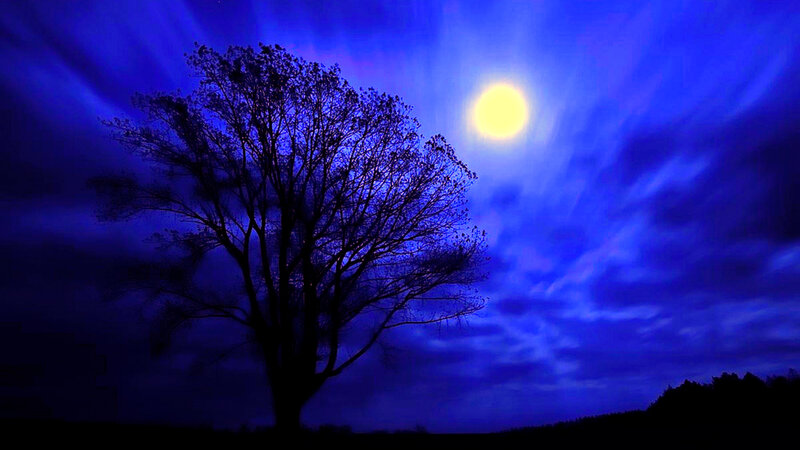 Silhouette of Tree — Blue, Dramatic, Night, Photograph