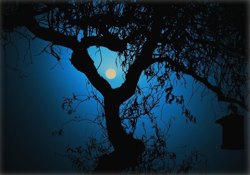Silhouette of Tree — Blue, Dramatic, Night