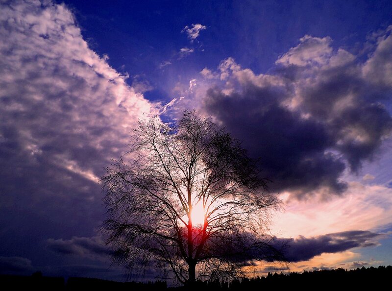Silhouette of Tree — Blue, Dramatic, Sunset, Photograph, Clouds