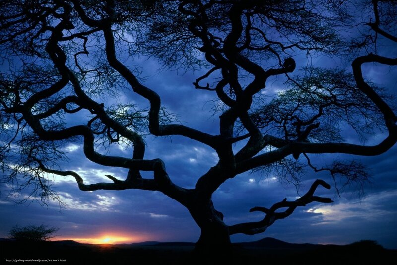 Silhouette of Tree — Blue, Dramatic, Sunset, Photograph, Sky