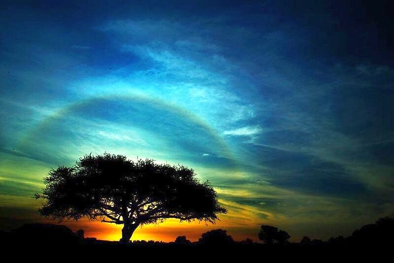 Silhouette of Tree — Blue, Dramatic, Sunset, Photograph