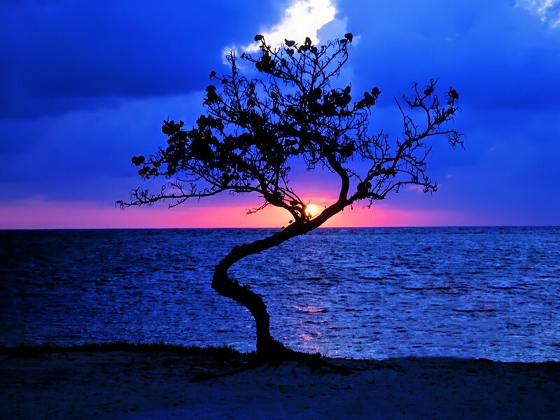 Silhouette of Tree — Blue, Dramatic, Sunset