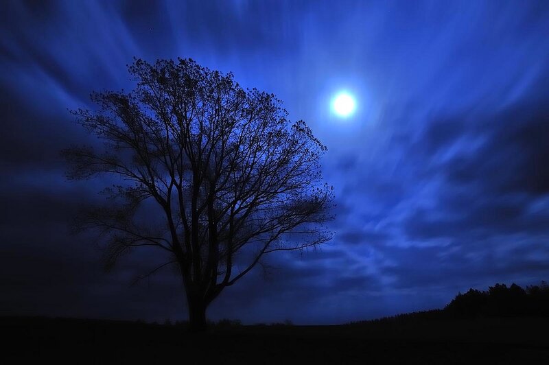 Silhouette of Tree — Blue, Dramatic