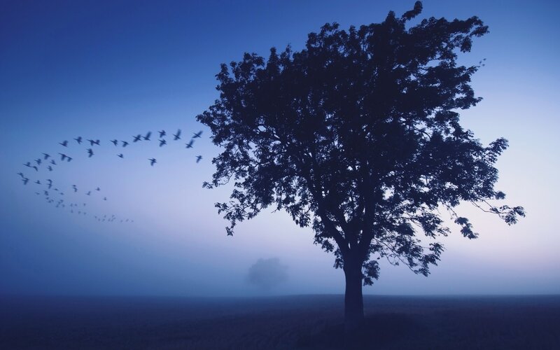Silhouette of Tree — Blue, Serene, Night, Photograph, Birds, Fog, Sky, Purple