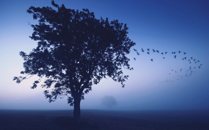 Silhouette of Tree — Blue, Serene, Night, Photograph, Birds
