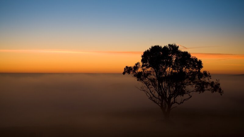 Silhouette of Tree — Blue, Serene, Sunrise