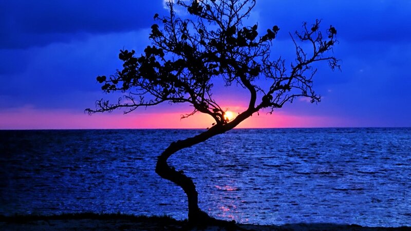 Silhouette of Tree — Blue, Serene, Sunset