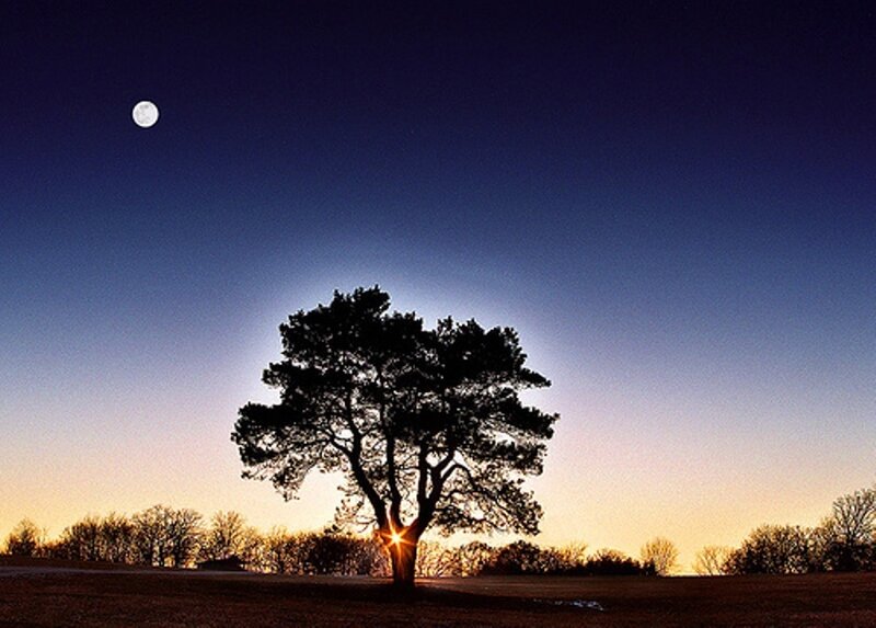 Silhouette of Tree — Blue, Serene
