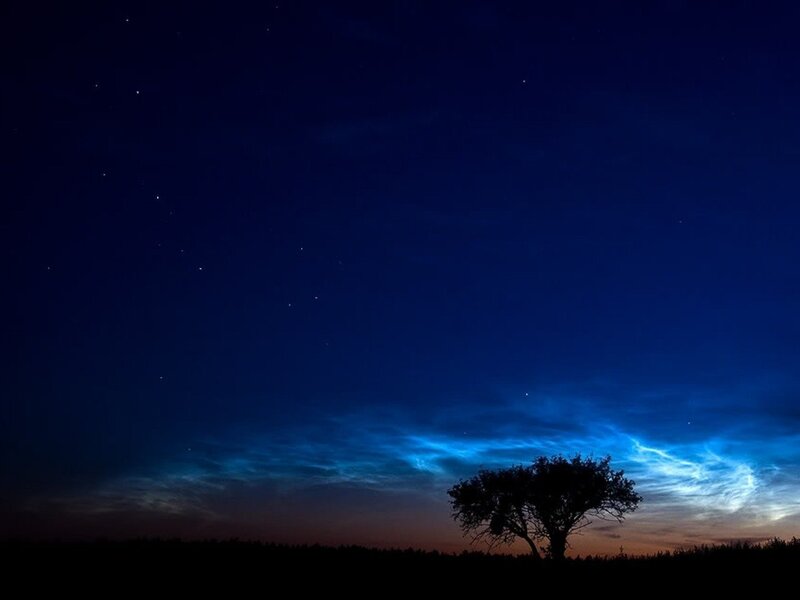 Silhouette of Tree — Blue