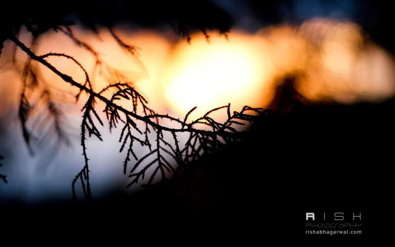 Silhouette of Tree Branch — Black
