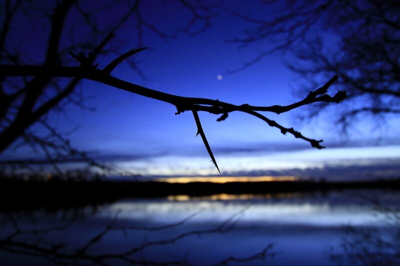 Silhouette of Tree Branch — Blue