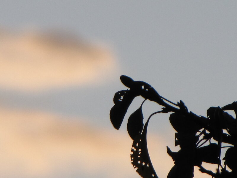 Silhouette of Tree Branch