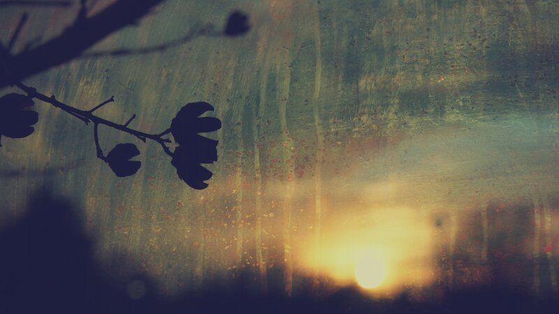 Silhouette of Tree Branch — Yellow