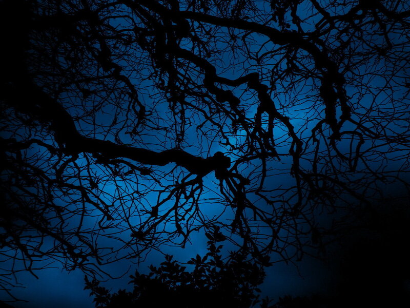silhouette of tree branches