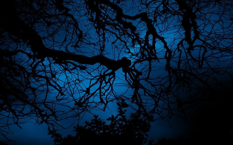 silhouette of tree branches