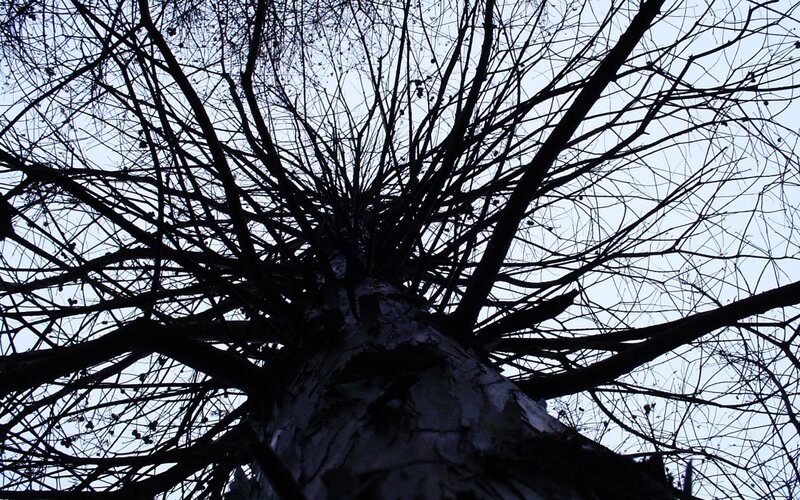 silhouette of tree branches