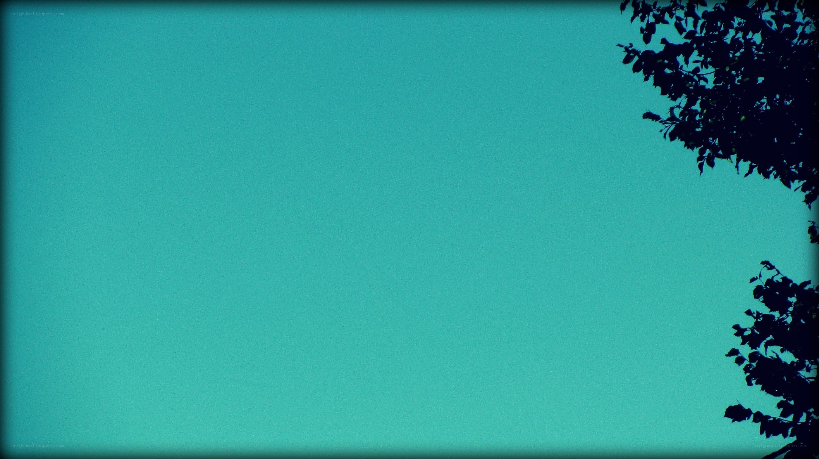 silhouette of tree branches