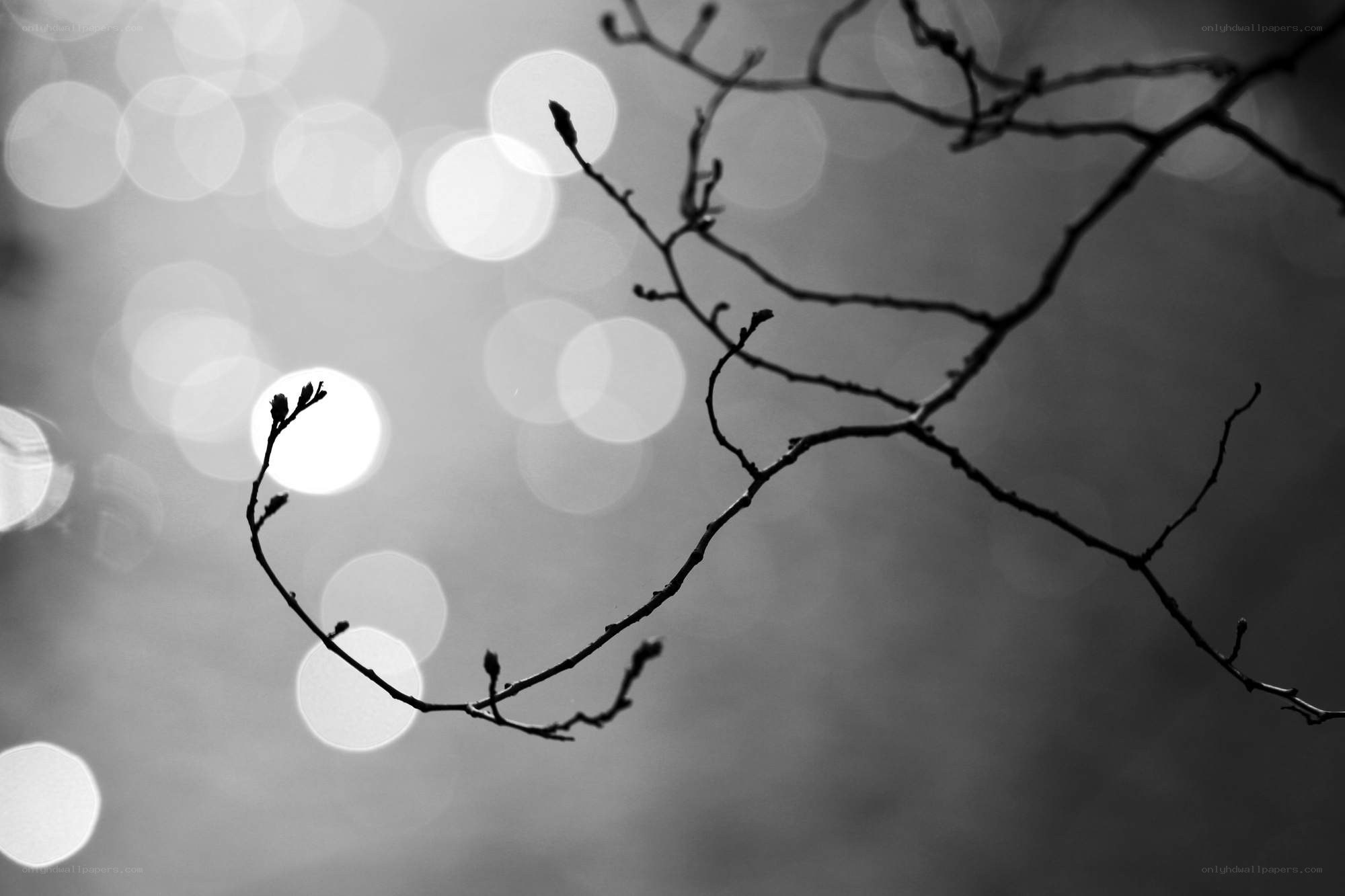Silhouette of tree branches