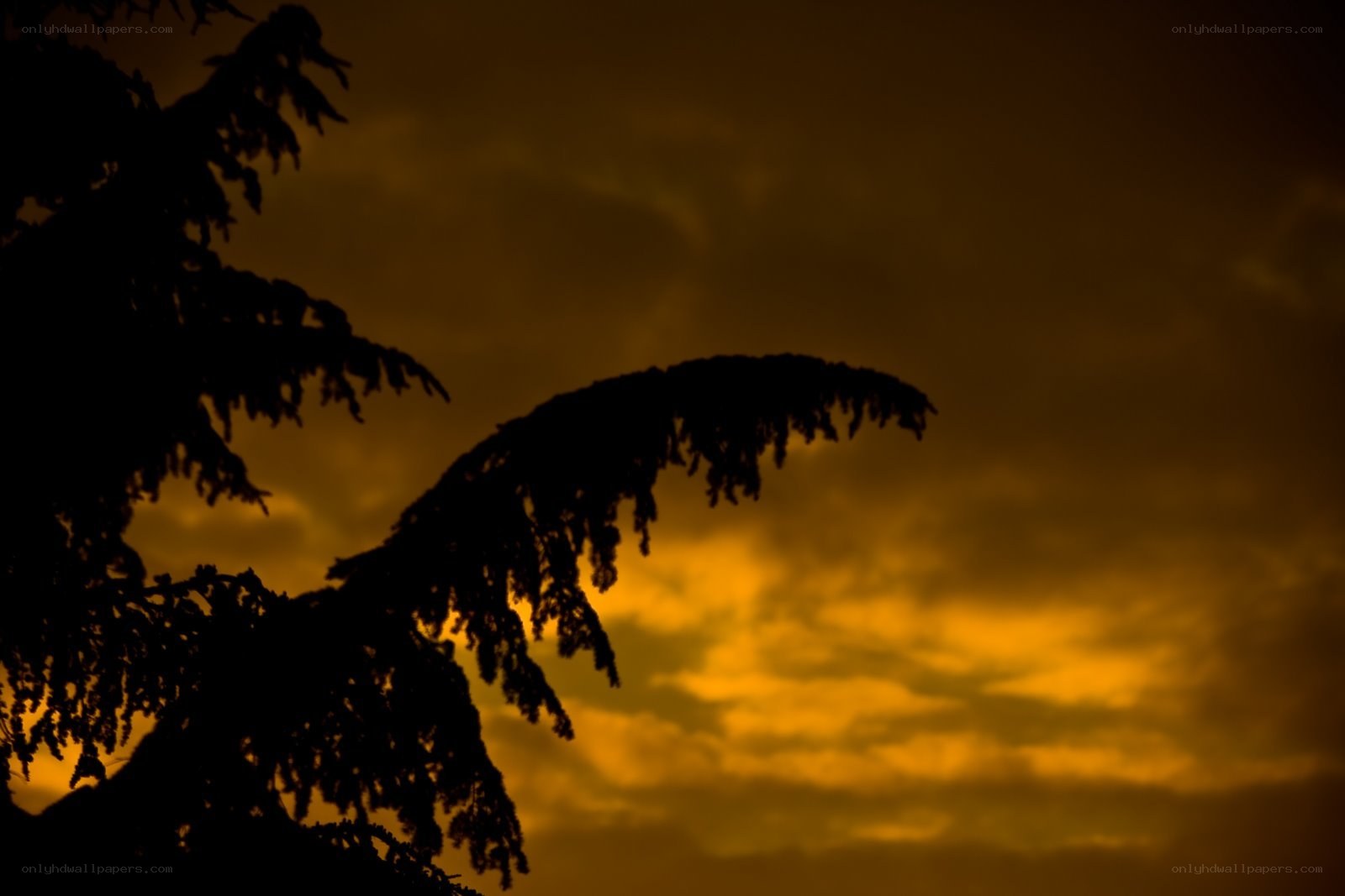 silhouette of tree branches