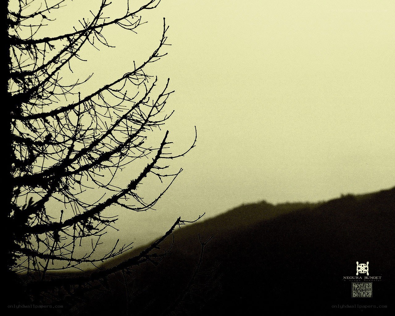 silhouette of tree branches
