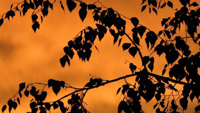 silhouette of tree branches at sunset
