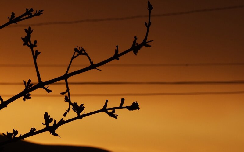 Silhouette of tree branches at sunset