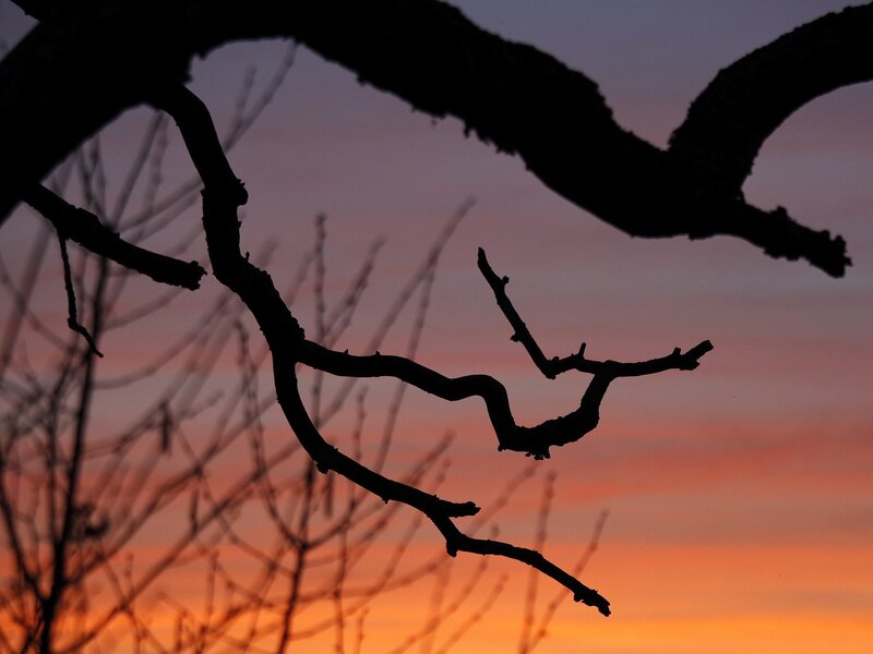 Silhouette of tree branches at sunset