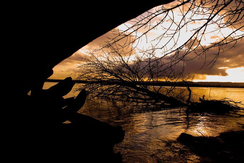 Silhouette of tree branches at sunset
