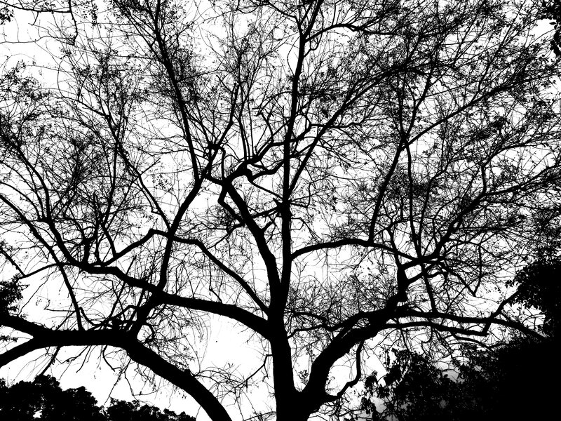 Silhouette of Tree Branches — Black, Dramatic, Photograph